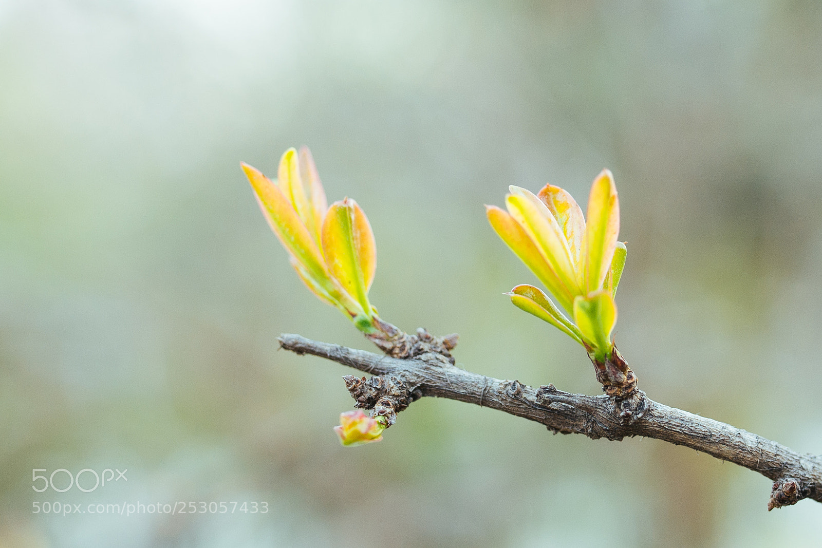 Nikon D610 sample photo. Spring photography