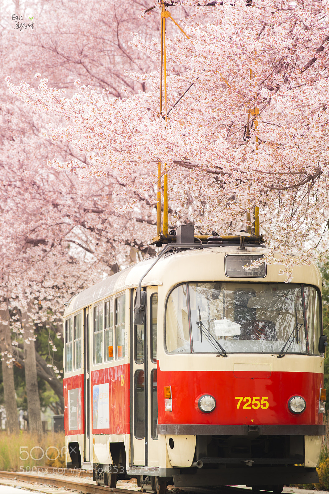 Nikon D810 sample photo. Cherry blossom_1 photography