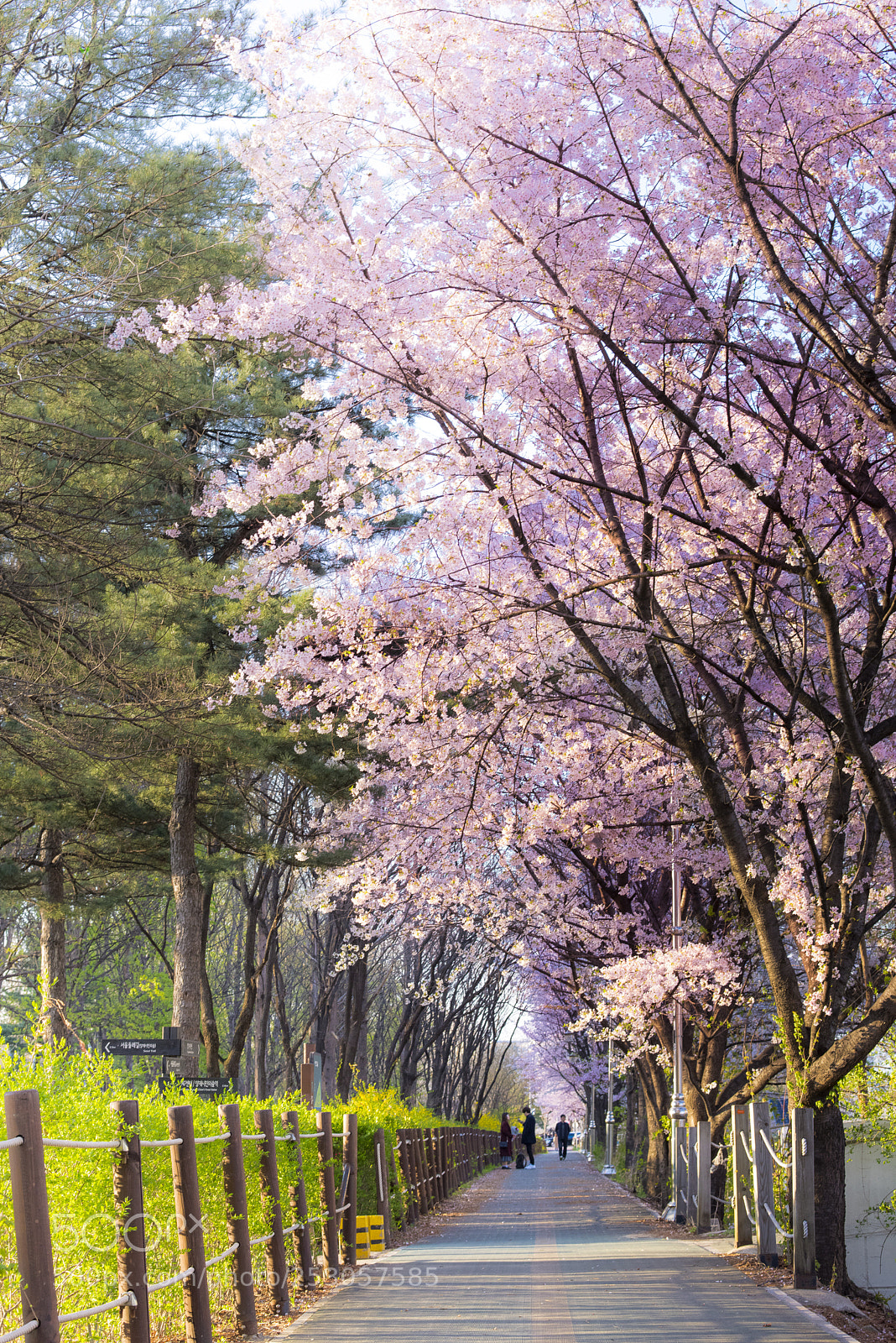 Nikon D810 sample photo. Cherry blossom_4 photography