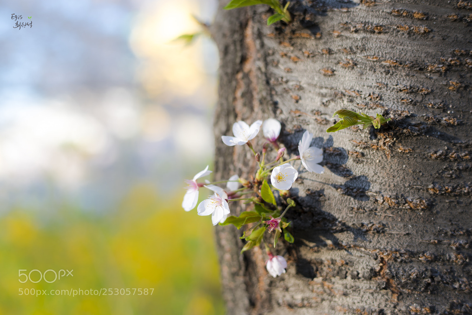 Nikon D810 sample photo. Cherry blossom_2 photography