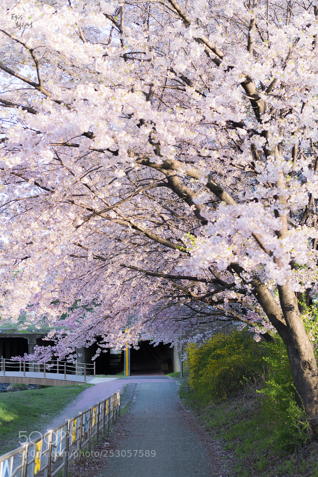 Nikon D810 sample photo. Cherry blossom_3 photography