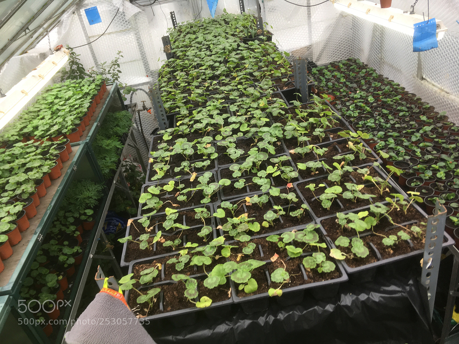 Apple iPhone SE sample photo. My greenhouse  photography