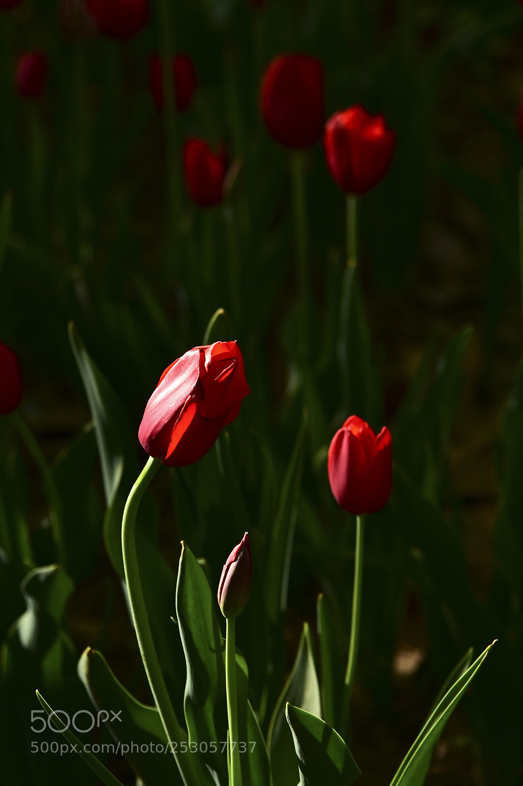 Nikon D7200 sample photo. Untitled photography