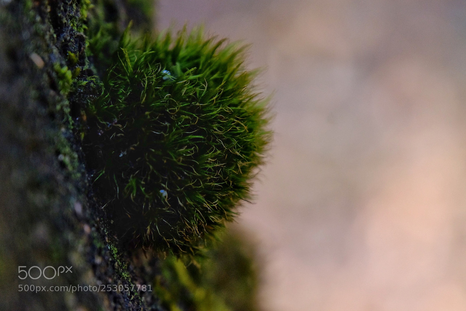 Fujifilm X-T10 sample photo. Upclose photography