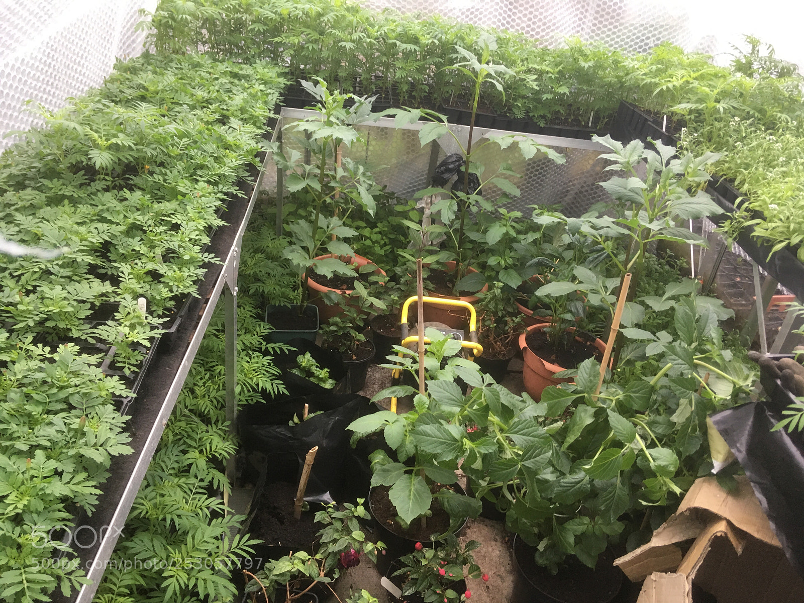 Apple iPhone SE sample photo. My greenhouse ? photography