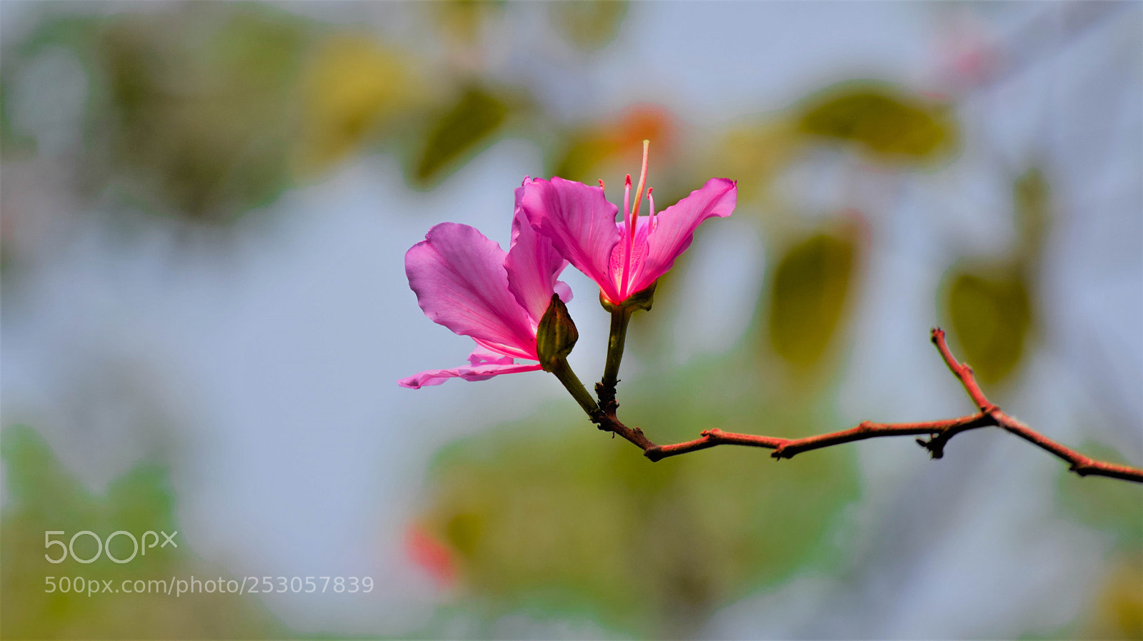 Nikon D5300 sample photo. Twin red-kanchan photography