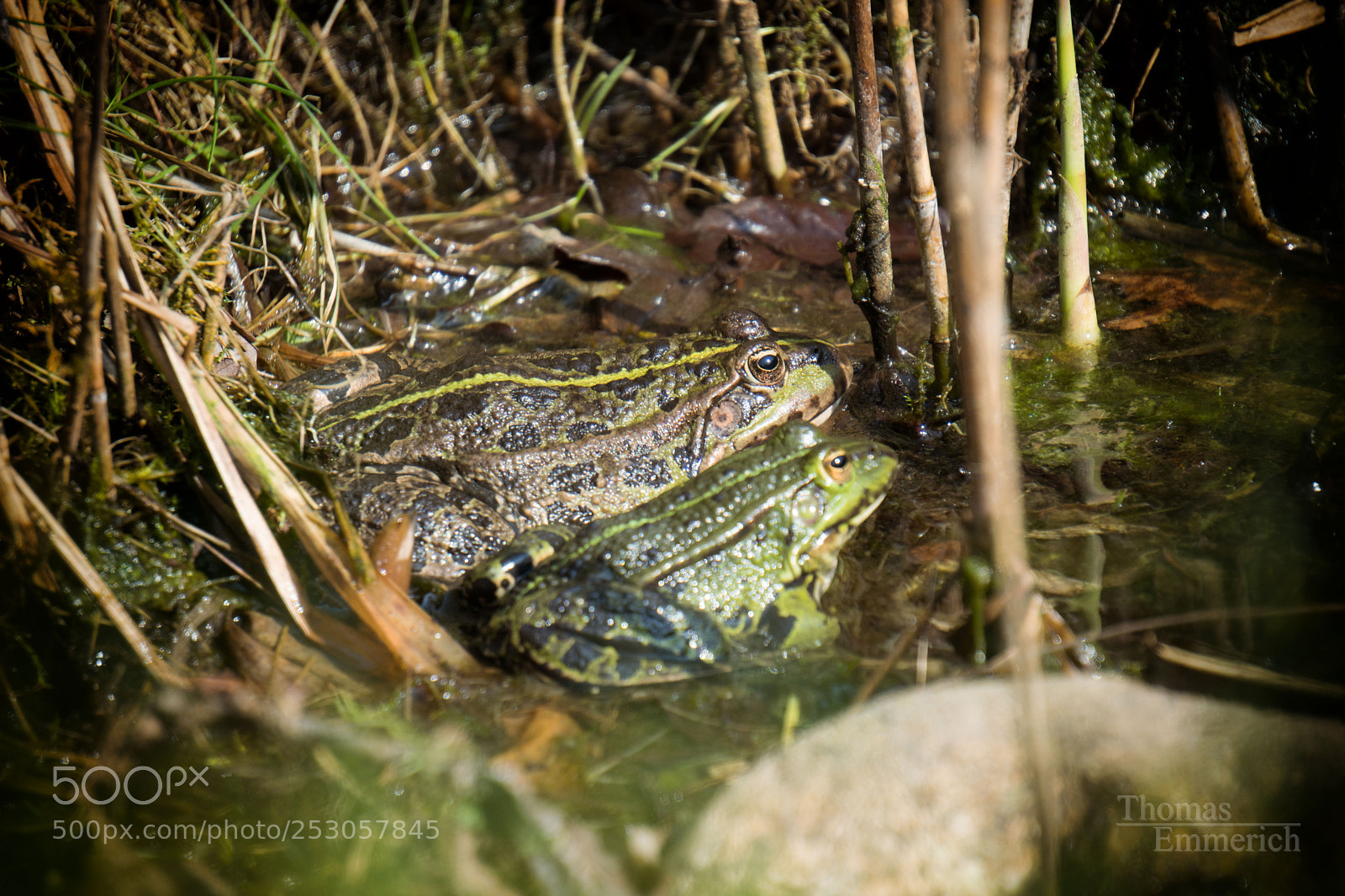 Sony a6500 sample photo. Froggy photography
