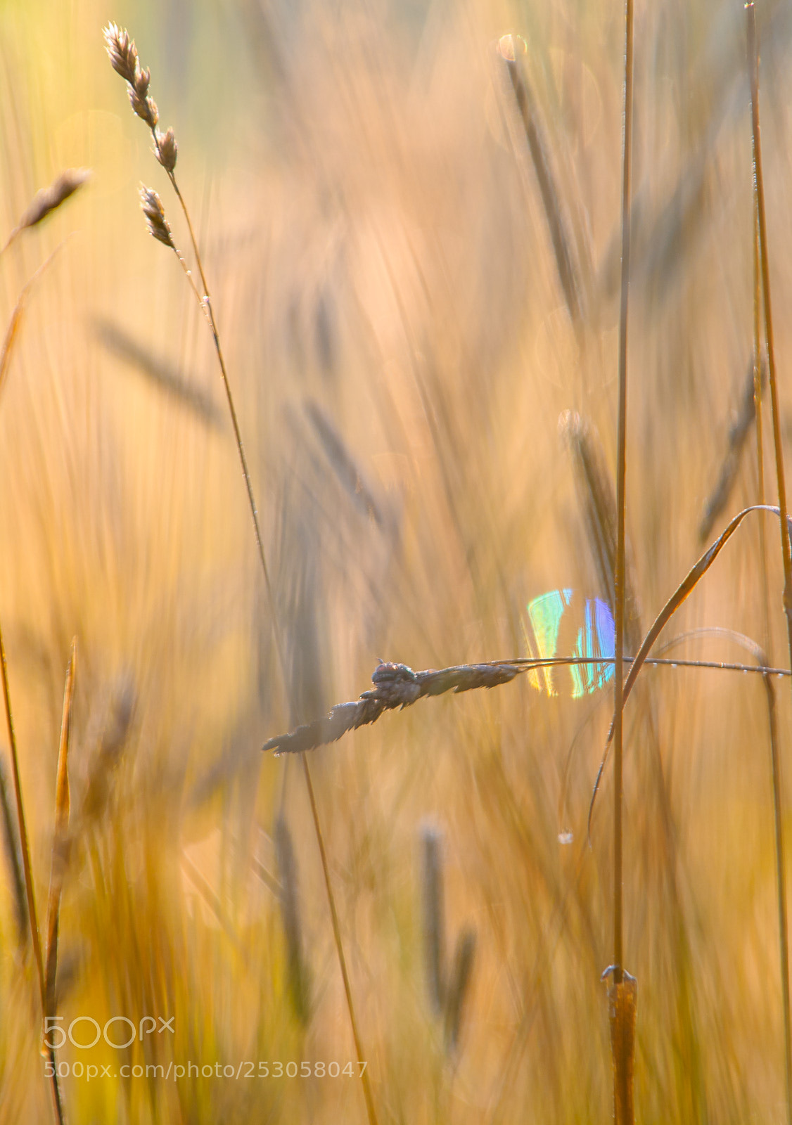 Nikon D200 sample photo. Nature photography