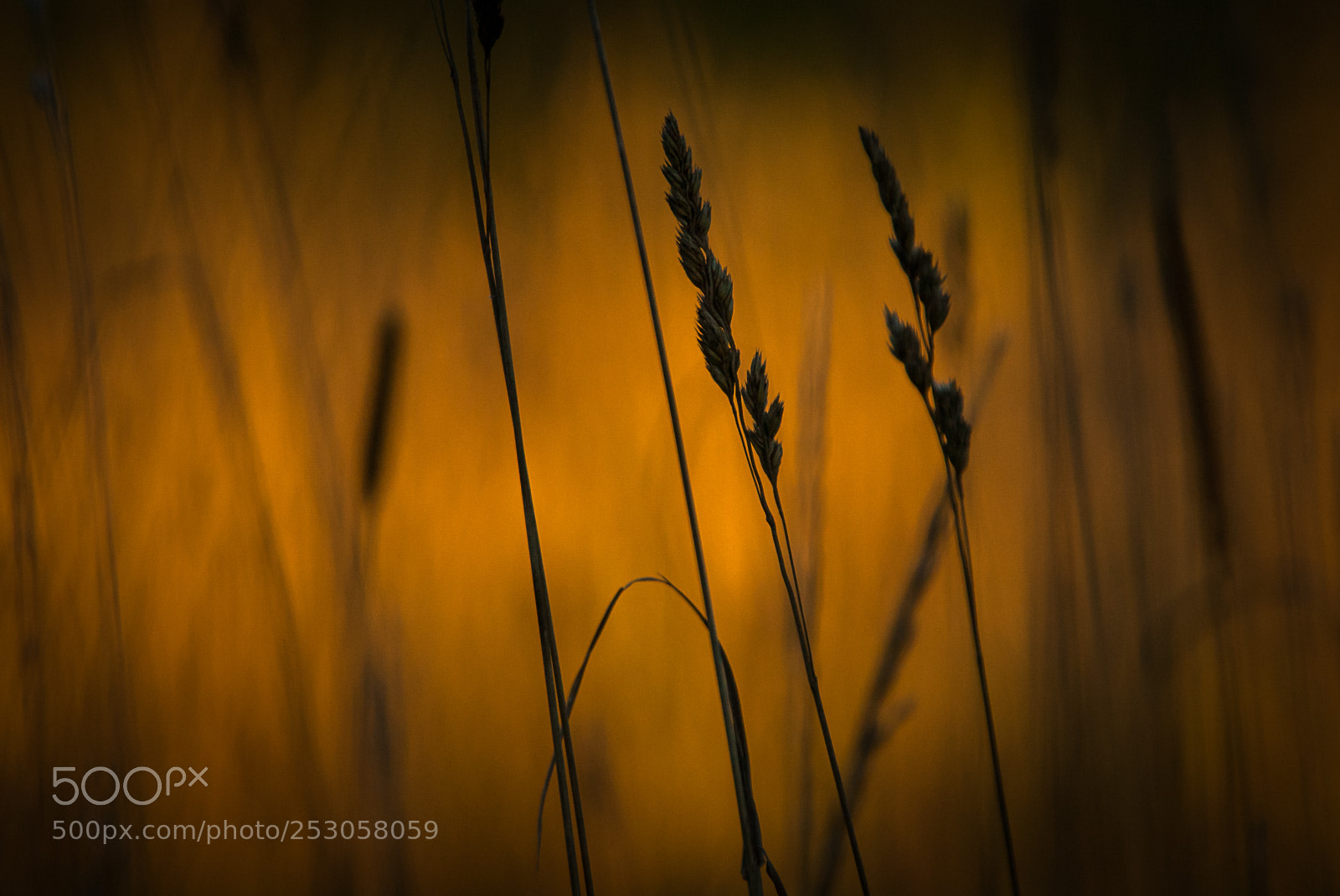 Nikon D200 sample photo. Nature photography
