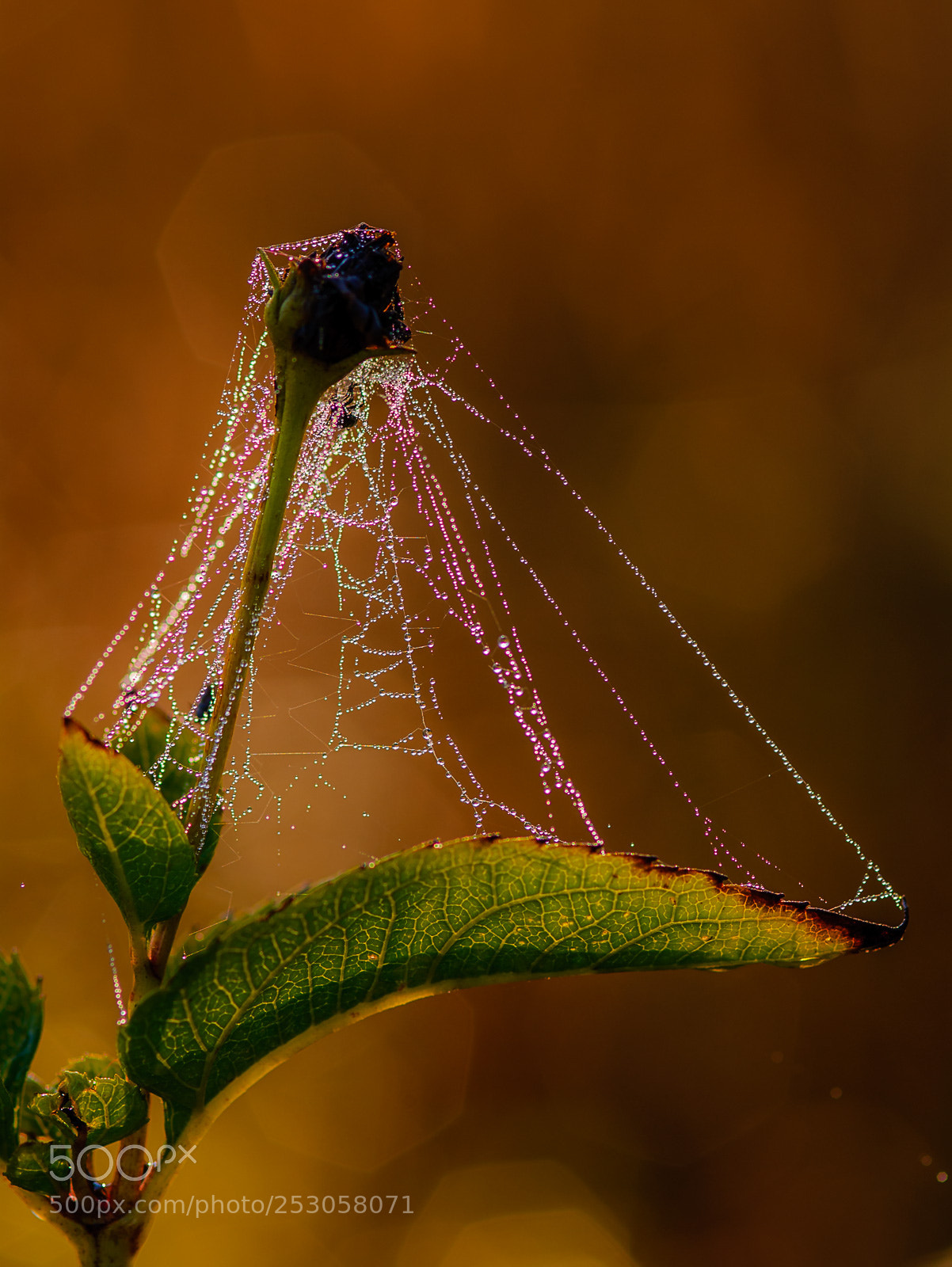 Nikon D200 sample photo. Nature photography