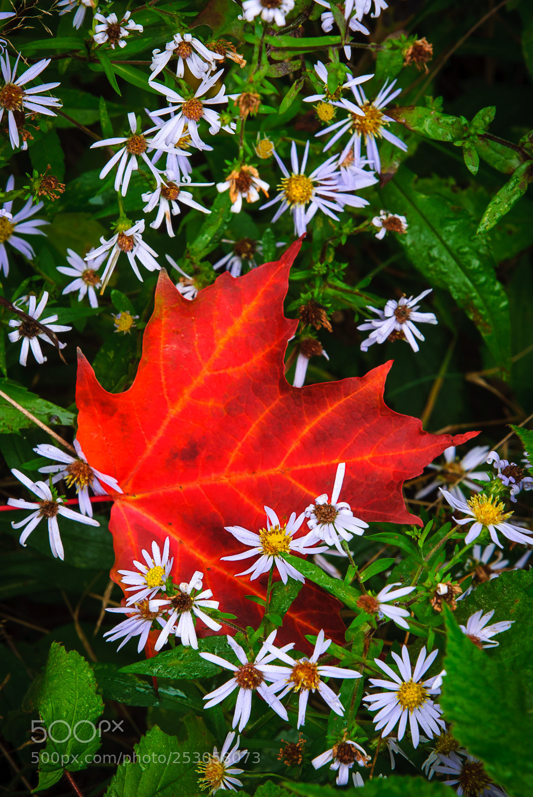 Nikon D200 sample photo. Nature photography