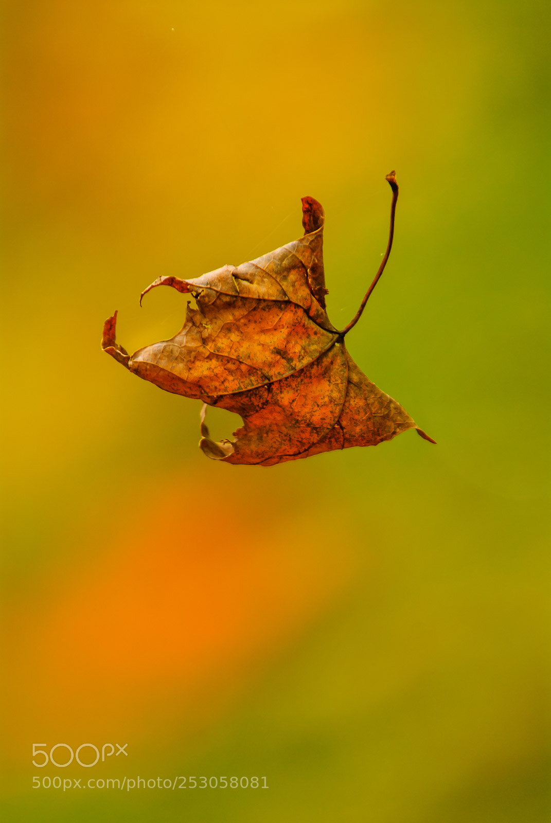 Nikon D200 sample photo. Nature photography