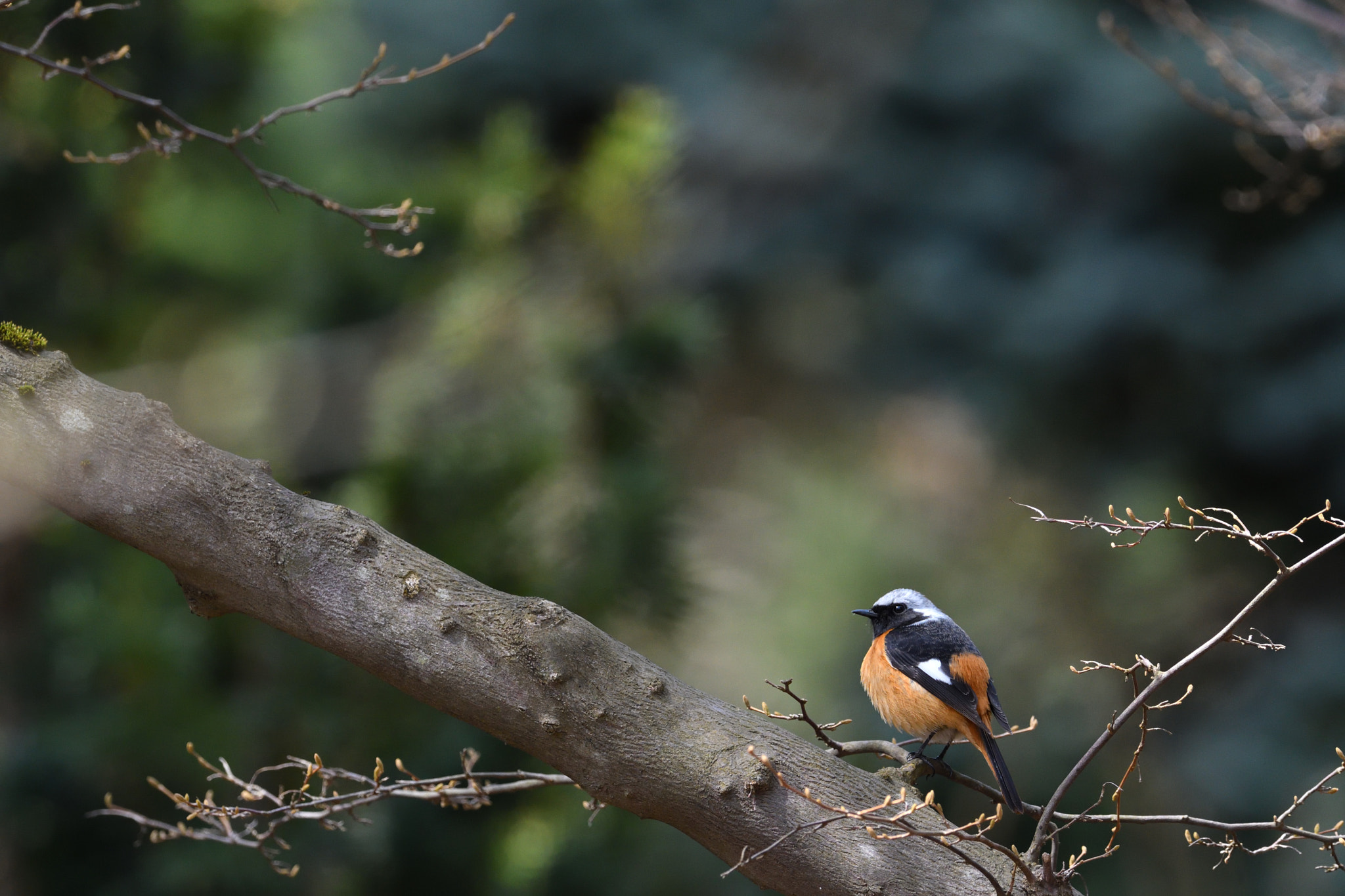 Nikon D500 + Nikon AF-S Nikkor 500mm F4G ED VR sample photo. Crested kingfisher photography