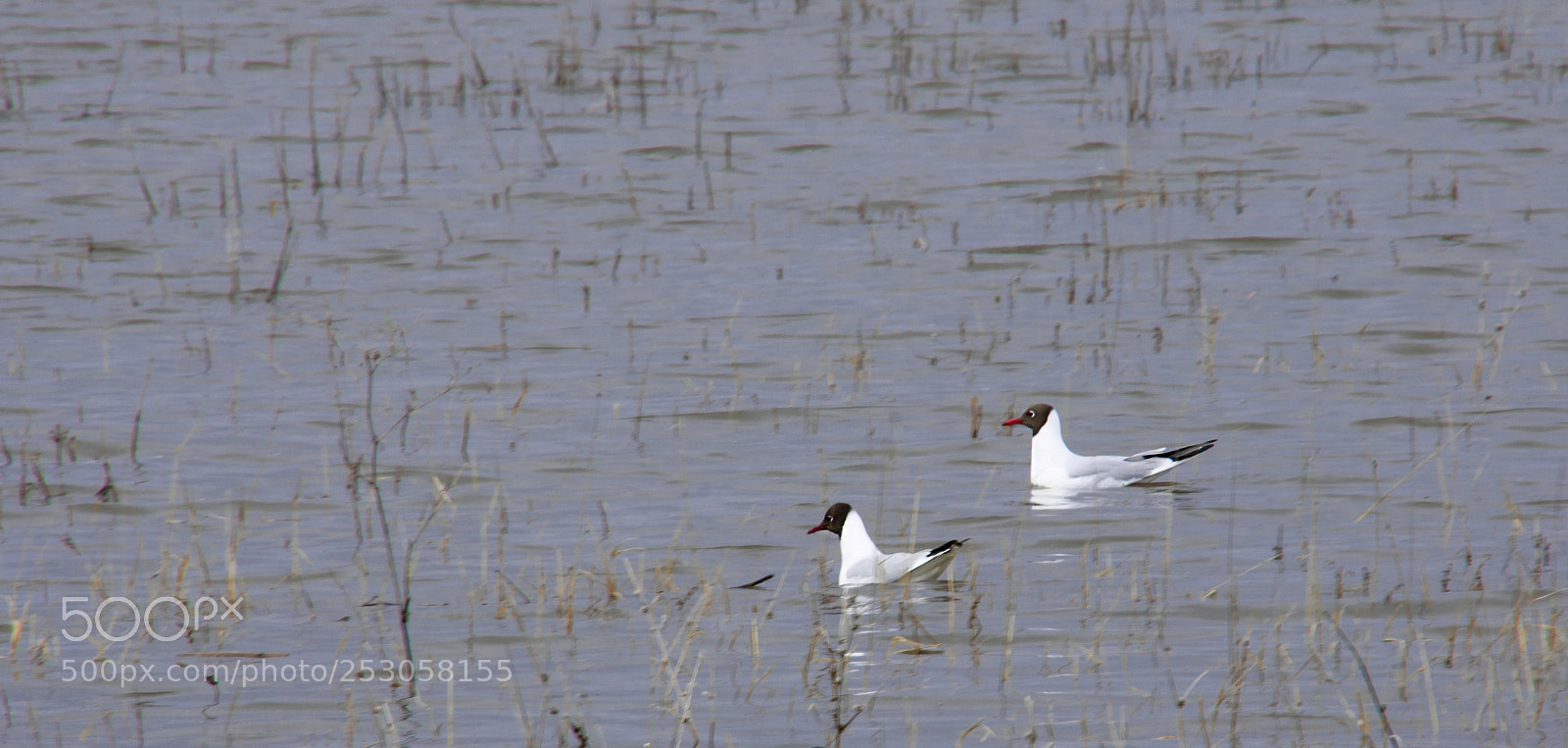Nikon D7000 sample photo. Чайки в разливе.) photography
