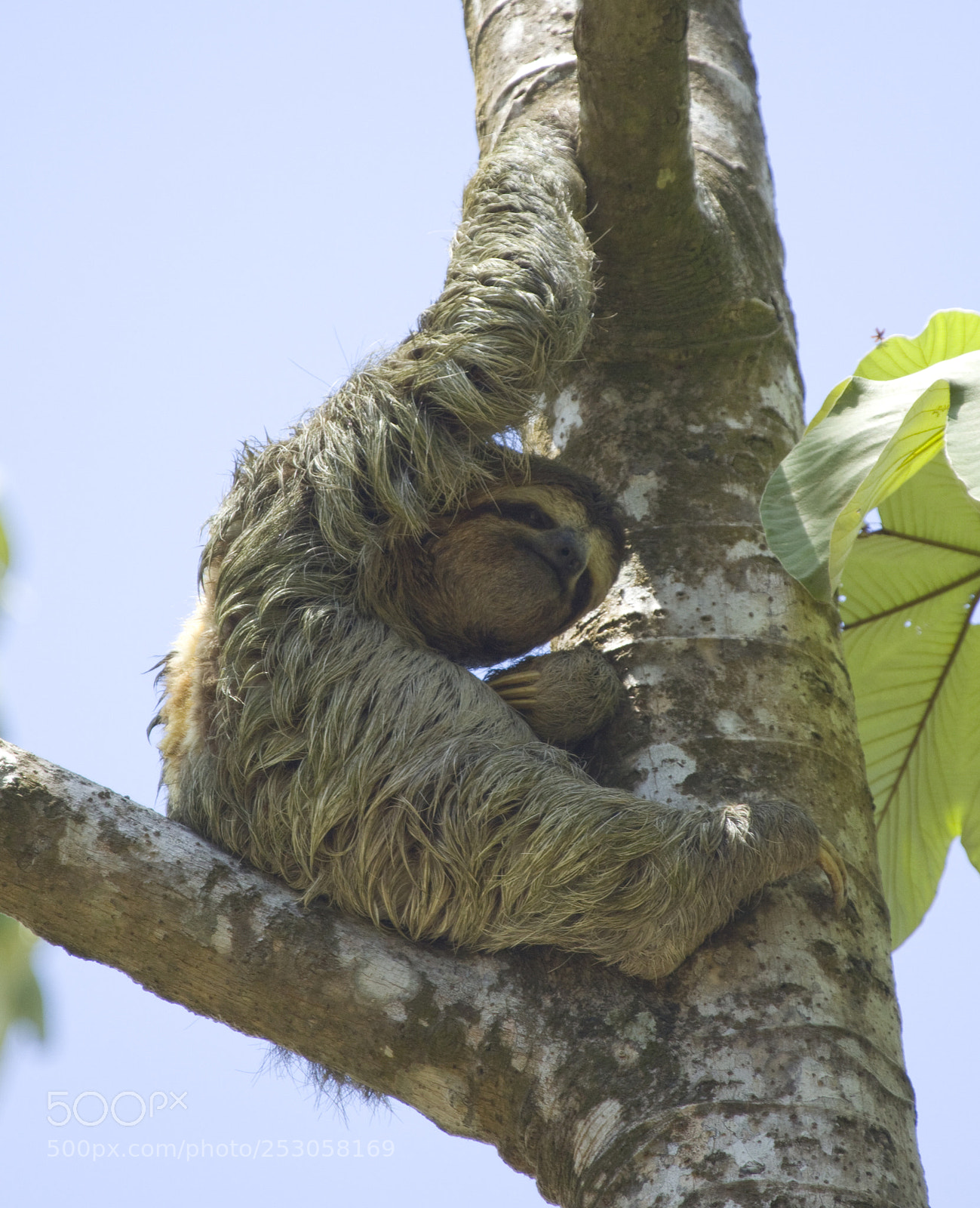 Canon EOS 50D sample photo. Nap time photography