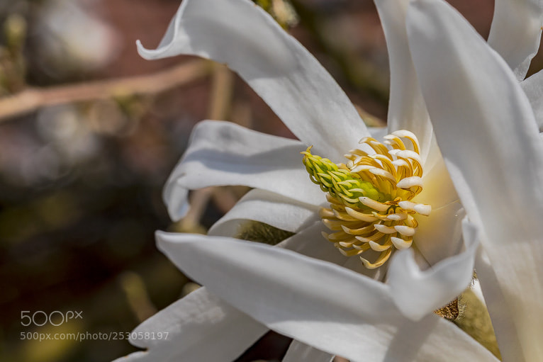Canon EOS 5D Mark IV sample photo. Stern-magnolie (magnolia stellata) photography