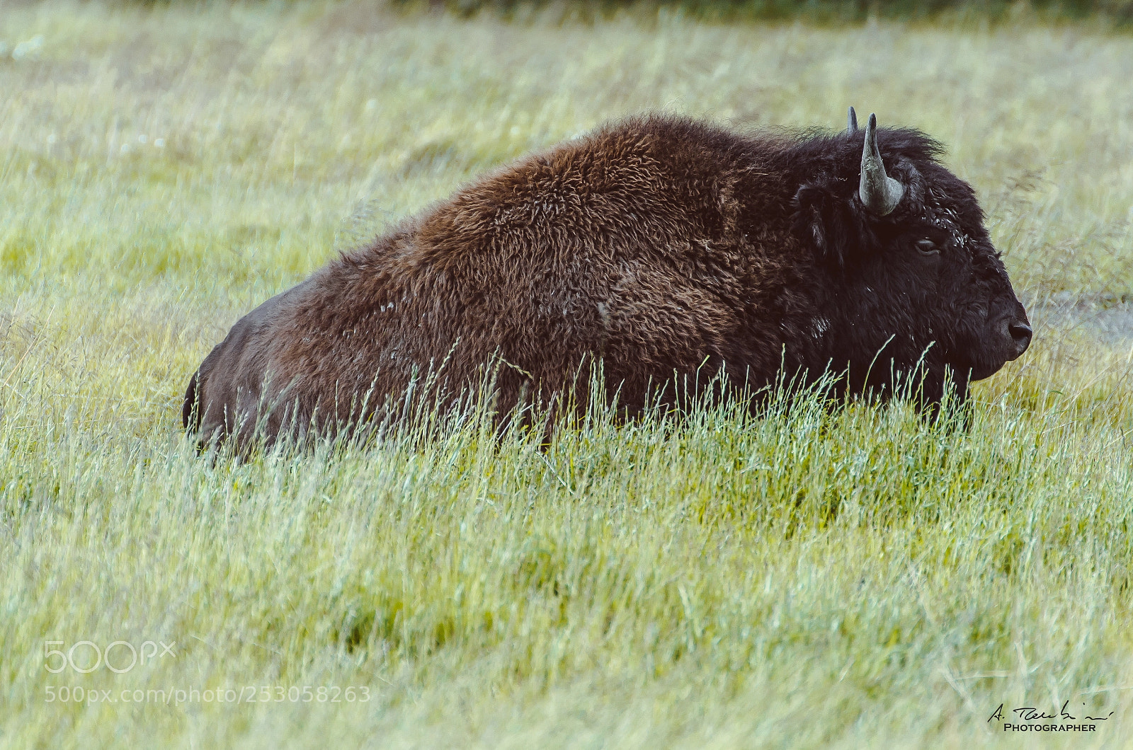 Nikon D5100 sample photo. Alaskan bison, chugach state photography