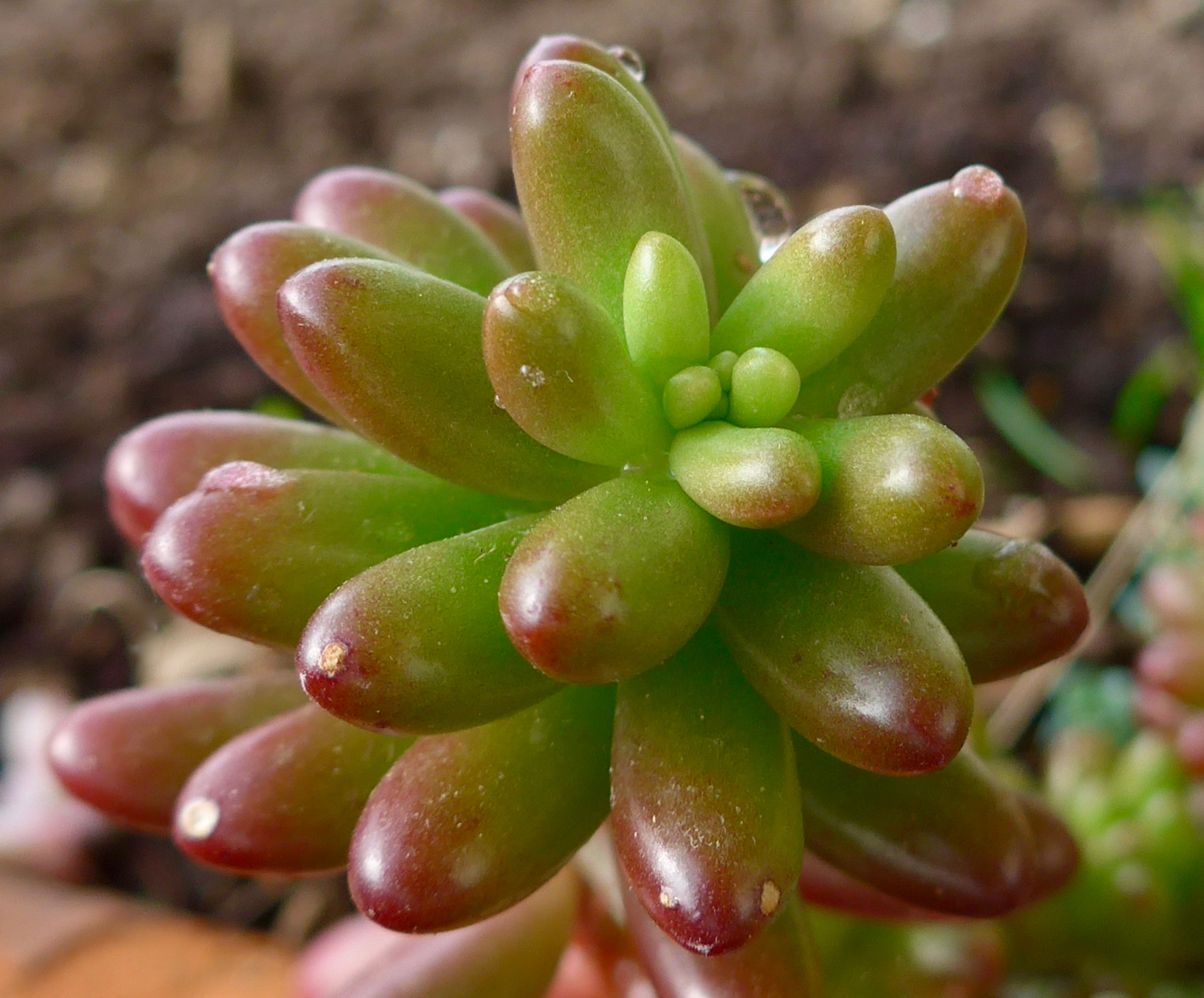 Leica C (Typ 112) sample photo. Sedum rubrotinctum photography