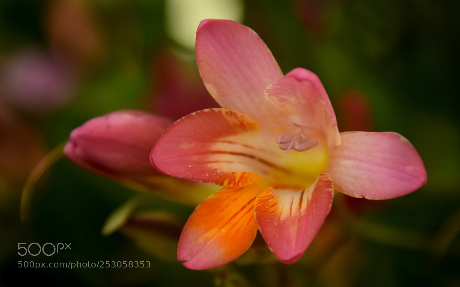 Nikon D7200 sample photo. Pink freesia photography