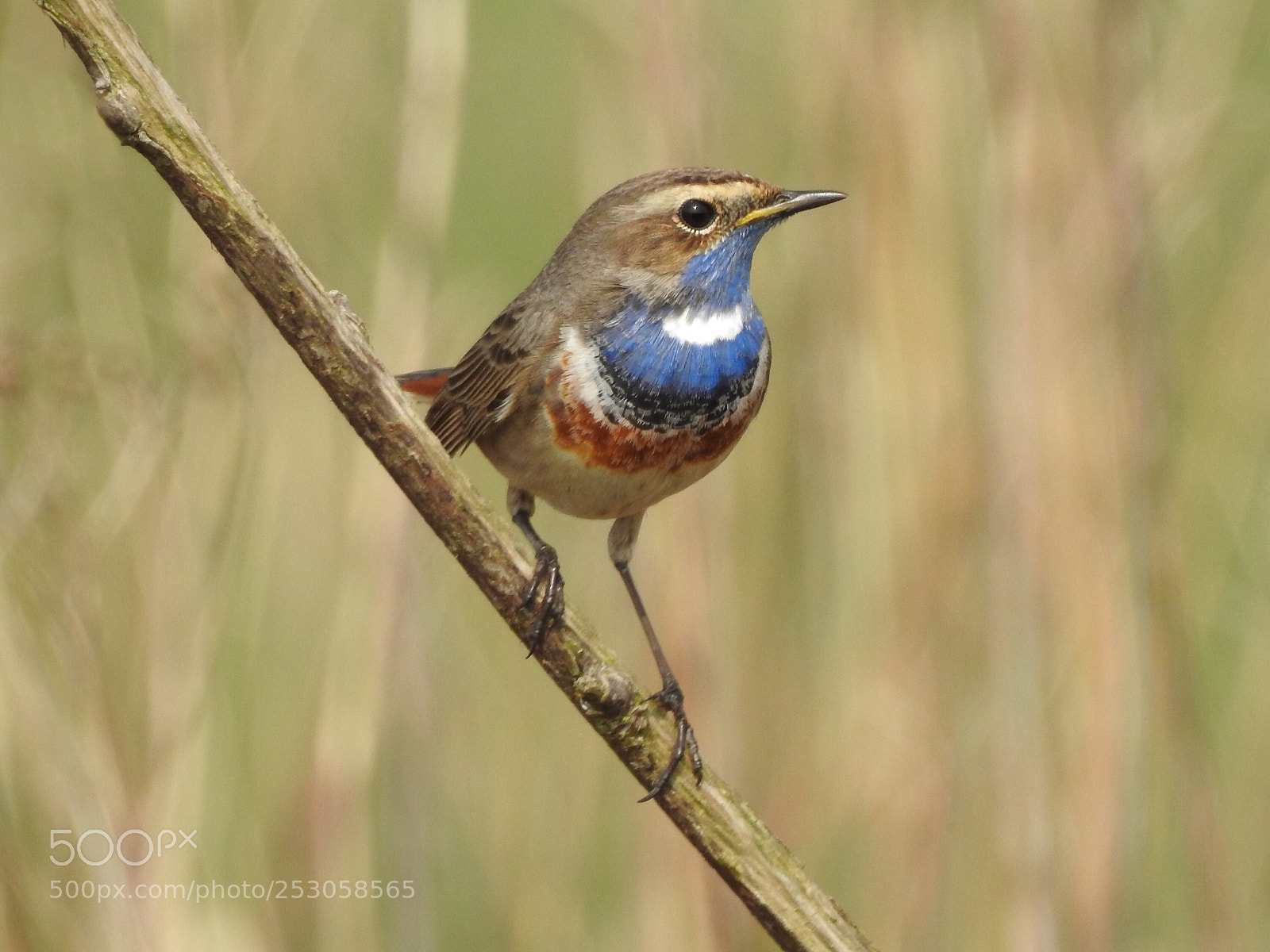Nikon Coolpix P900 sample photo. My first bluethroat male photography