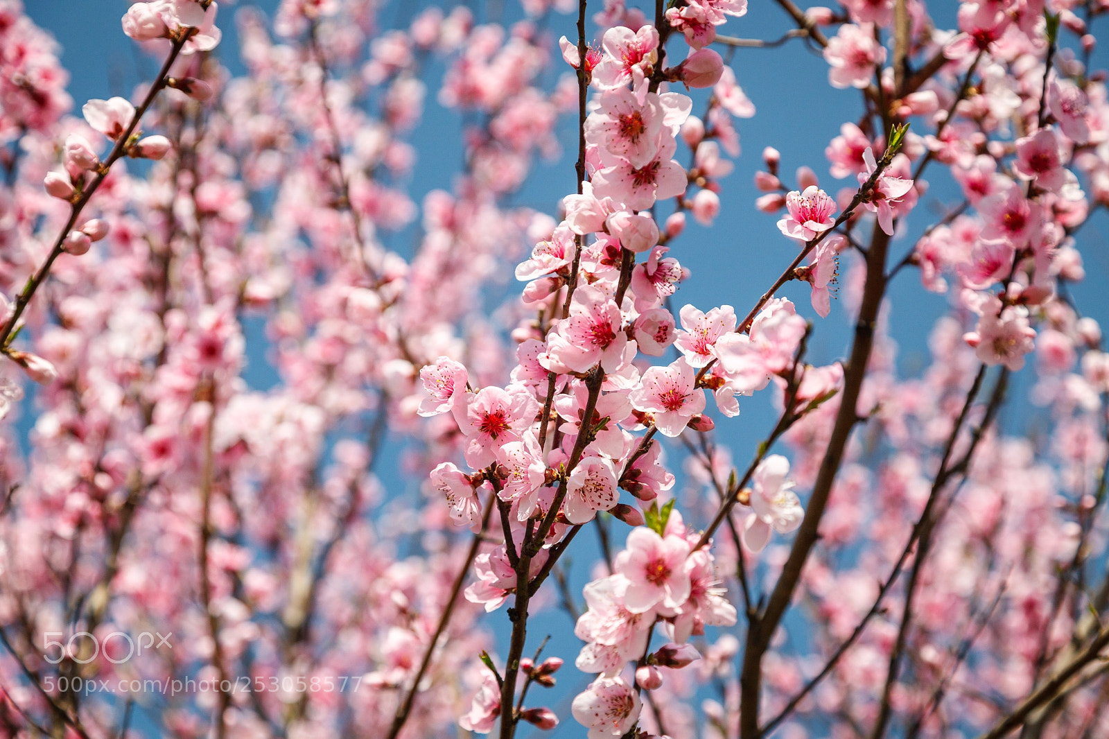 Canon EOS 5D Mark II sample photo. Peach blossom photography