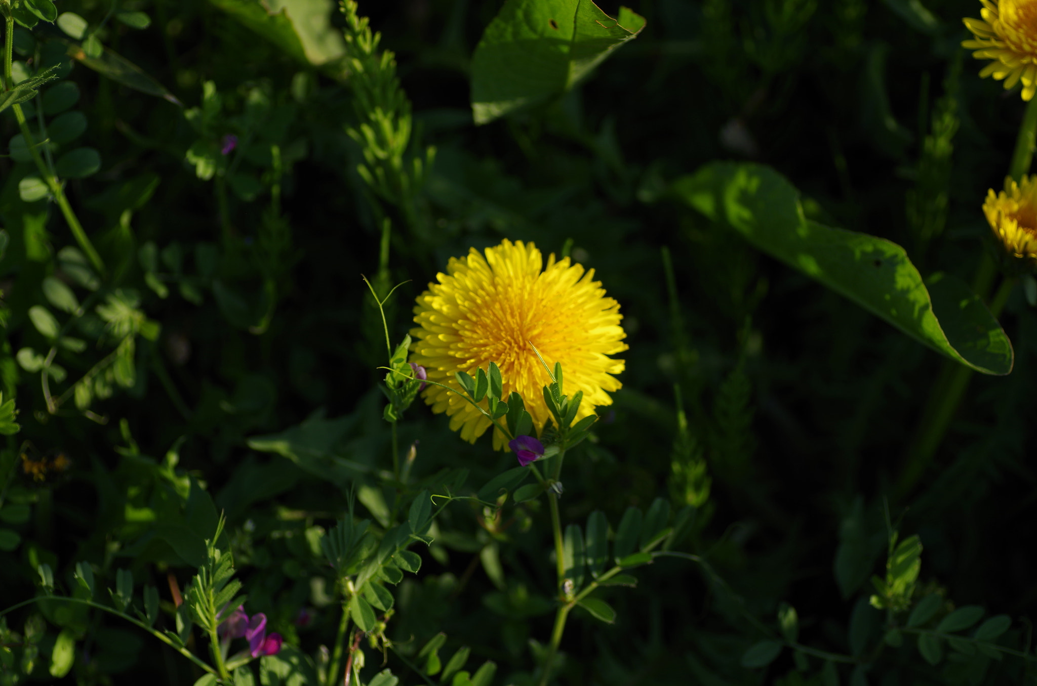 Pentax K-30 + Tamron SP AF 90mm F2.8 Di Macro sample photo. Now cuddle up. photography