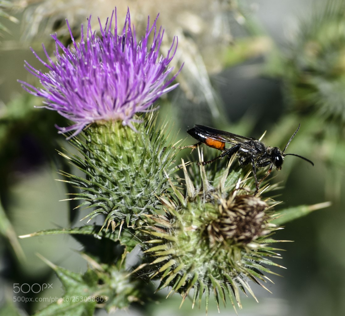 Nikon D7200 sample photo. Flor con bicho photography