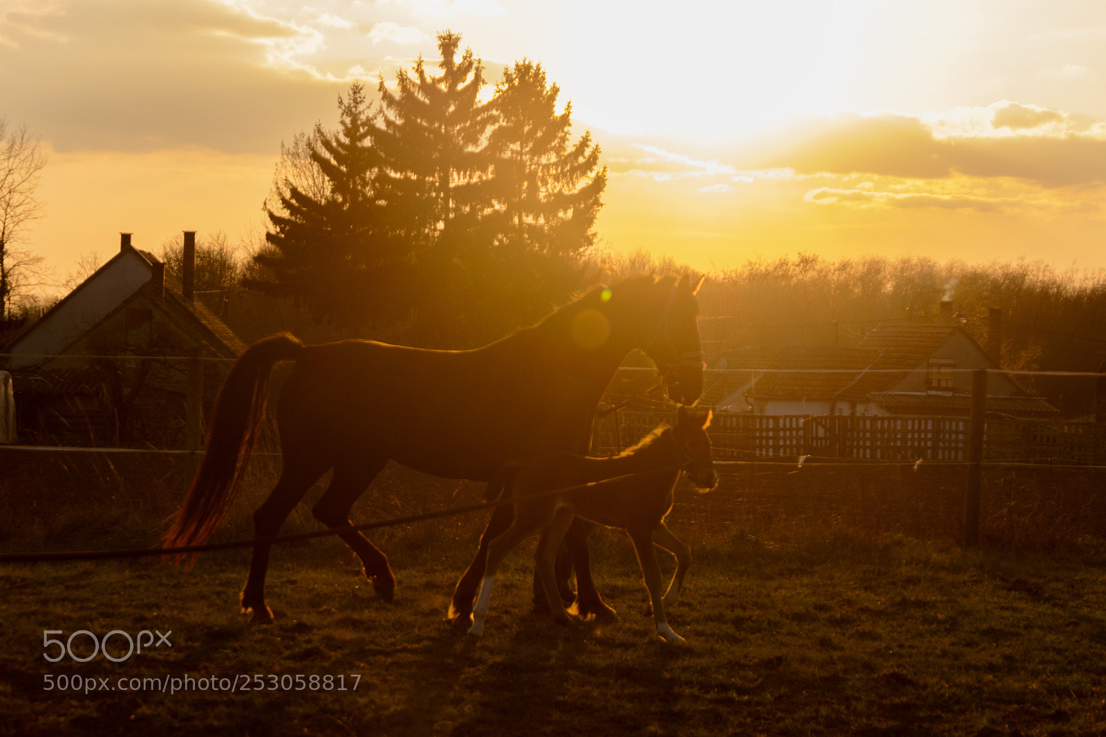 Nikon D7100 sample photo. Backlight photography
