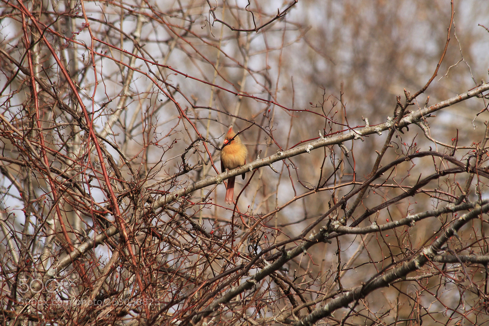 Canon EOS 1100D (EOS Rebel T3 / EOS Kiss X50) sample photo. Female northern cardinal photography