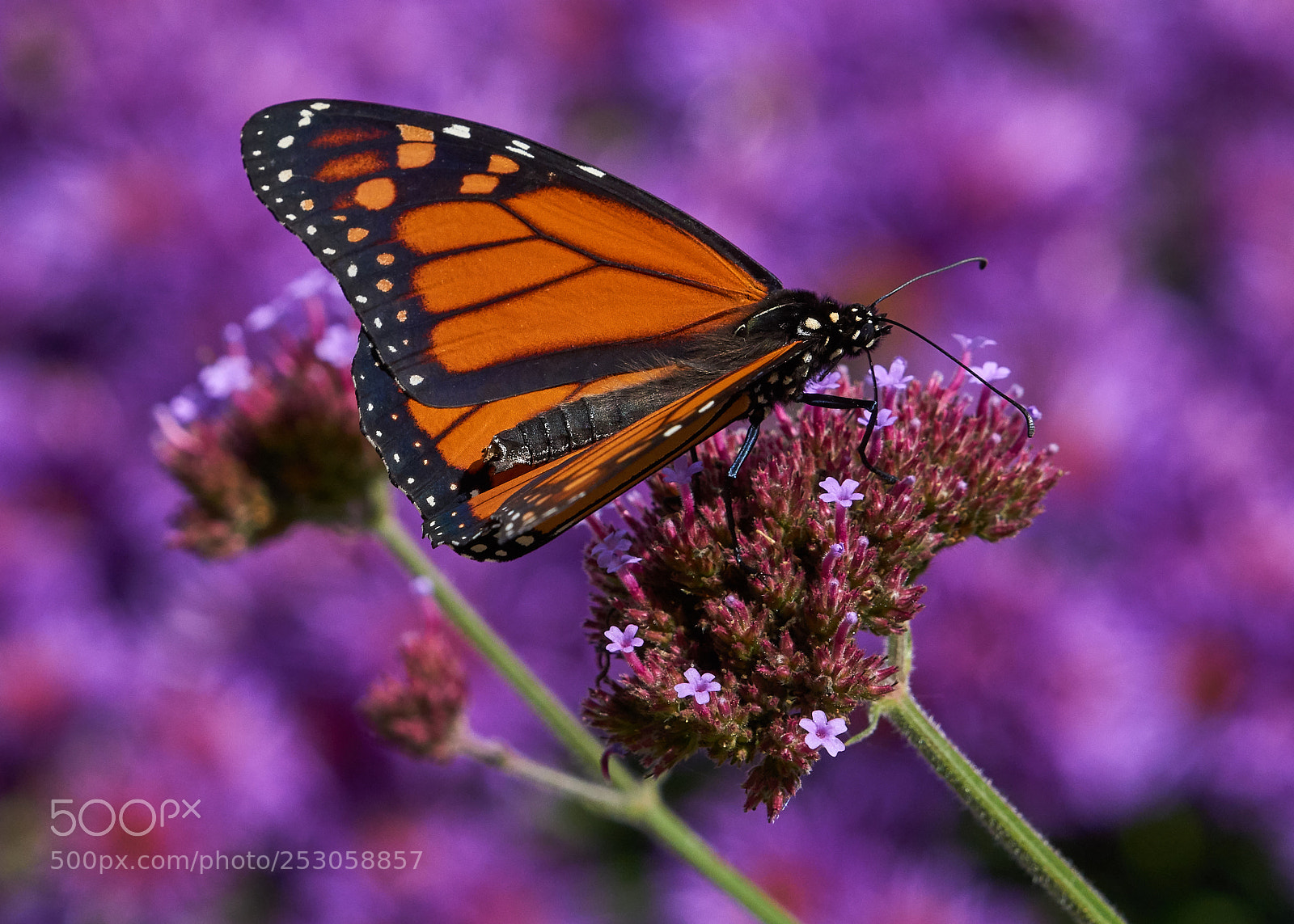 Sony a6000 sample photo. Monarch photography