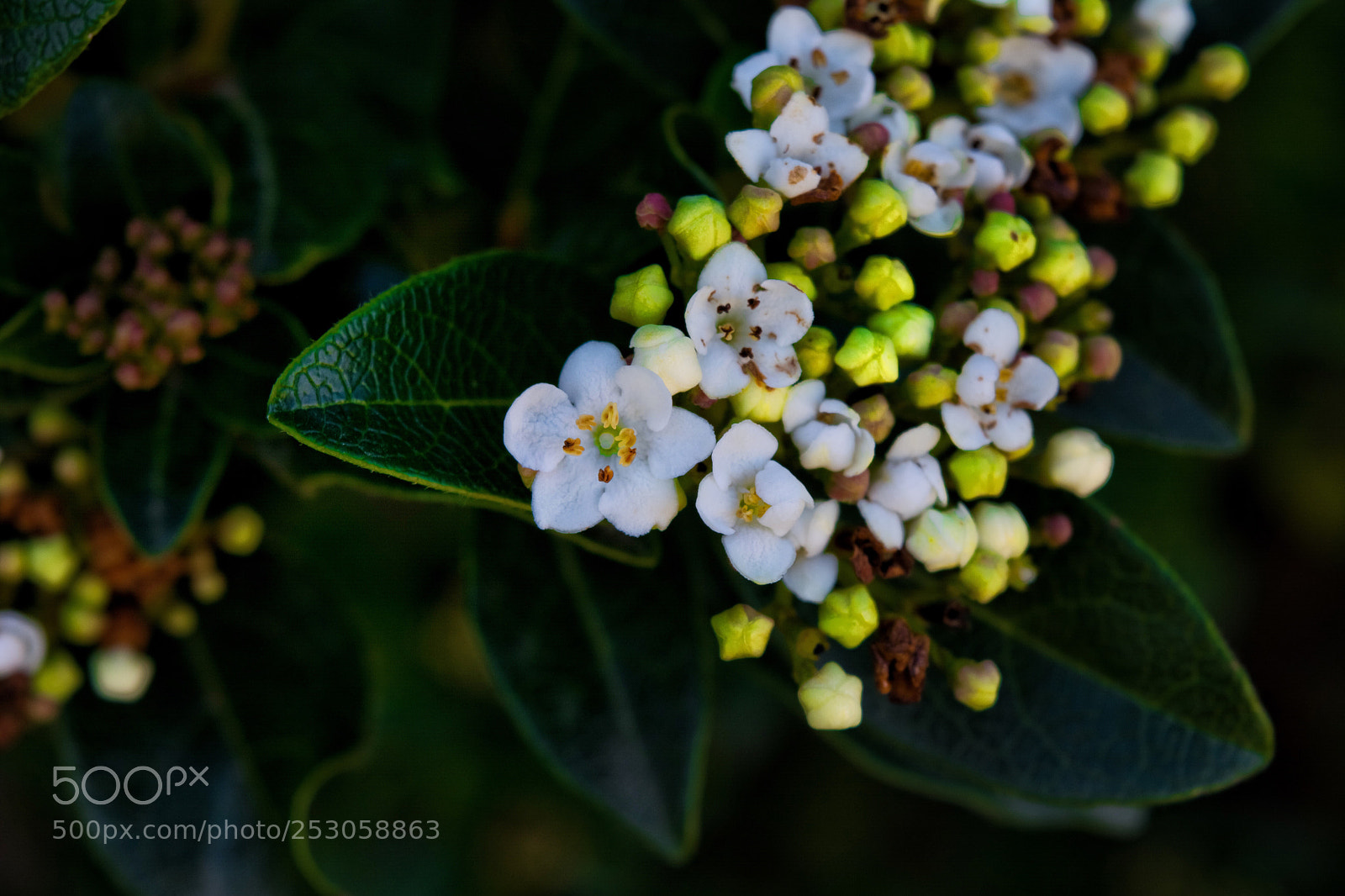 Nikon D5200 sample photo. In bloom  photography
