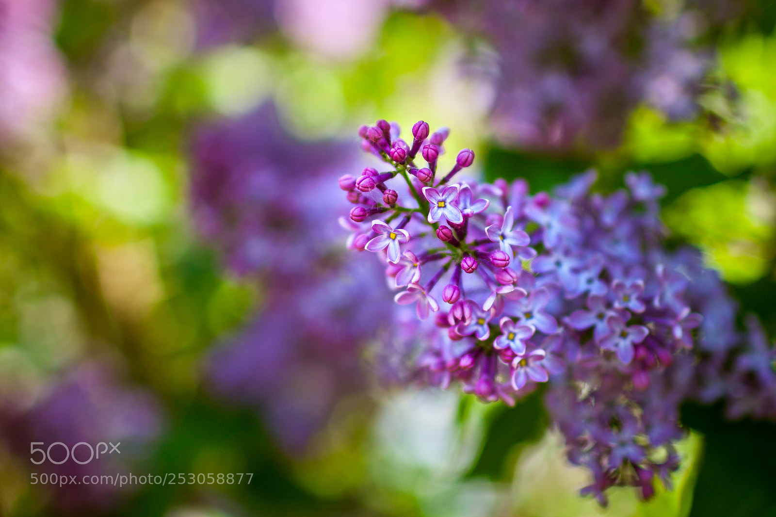Canon EOS 5D Mark II sample photo. Lilac photography