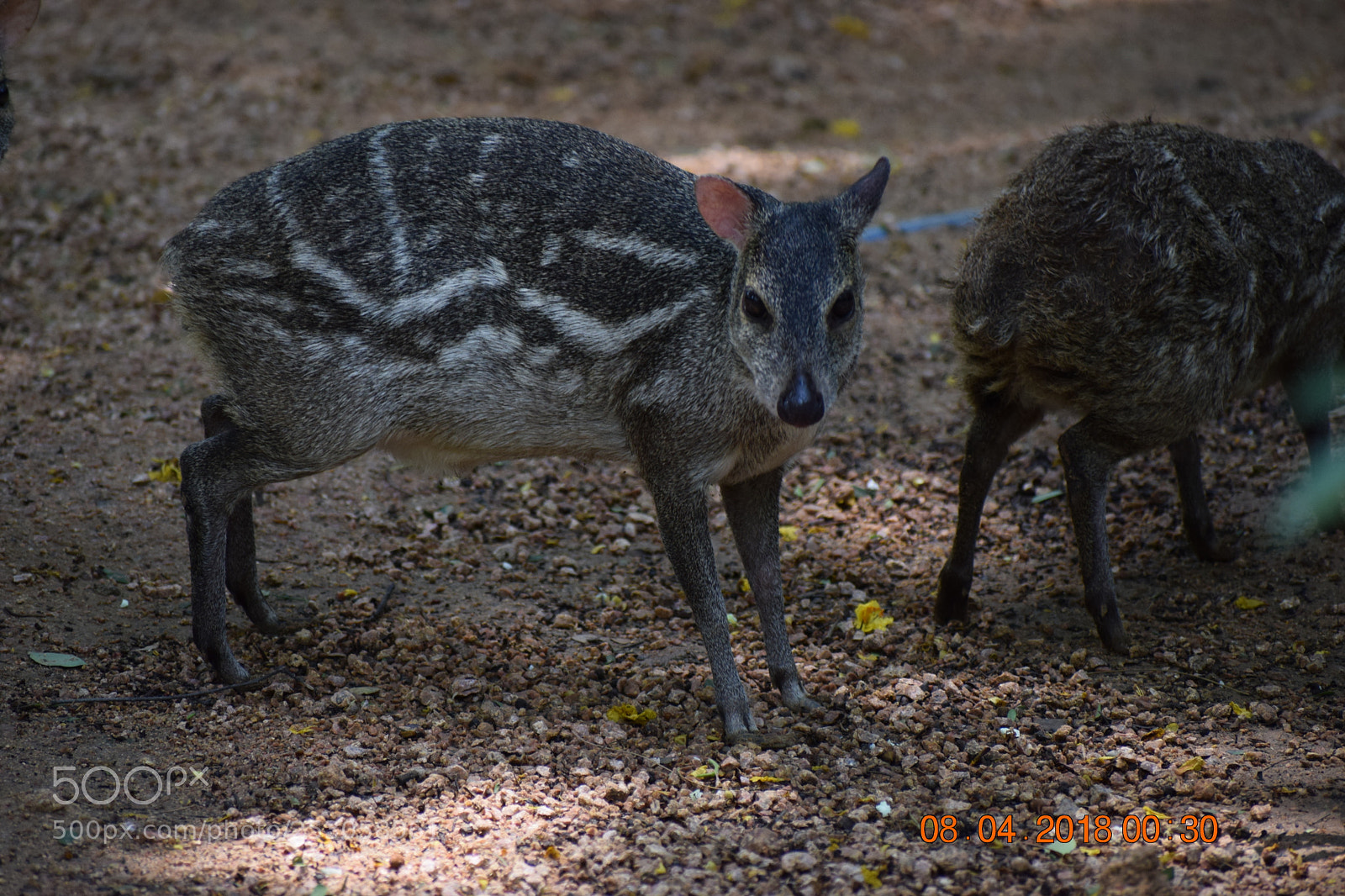 Nikon D3300 sample photo. Mouse deer photography