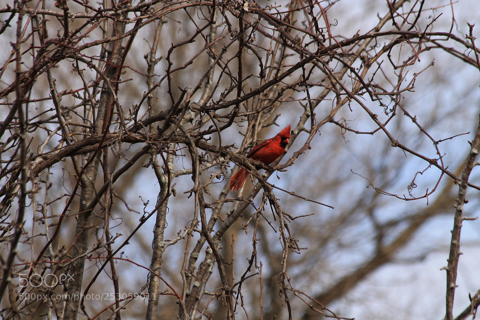 Canon EOS 1100D (EOS Rebel T3 / EOS Kiss X50) sample photo. Male northern cardinal photography