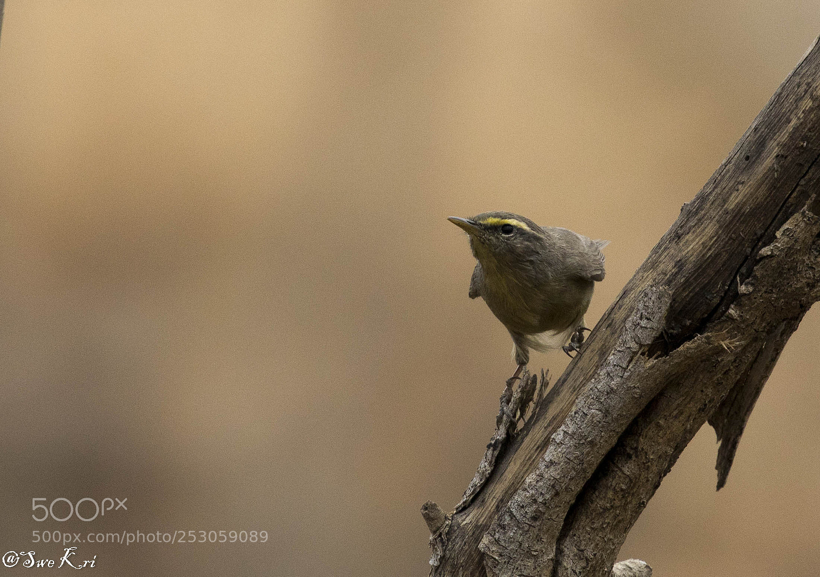 Canon EOS 5D Mark IV sample photo. Sulphur-bellied warbler photography