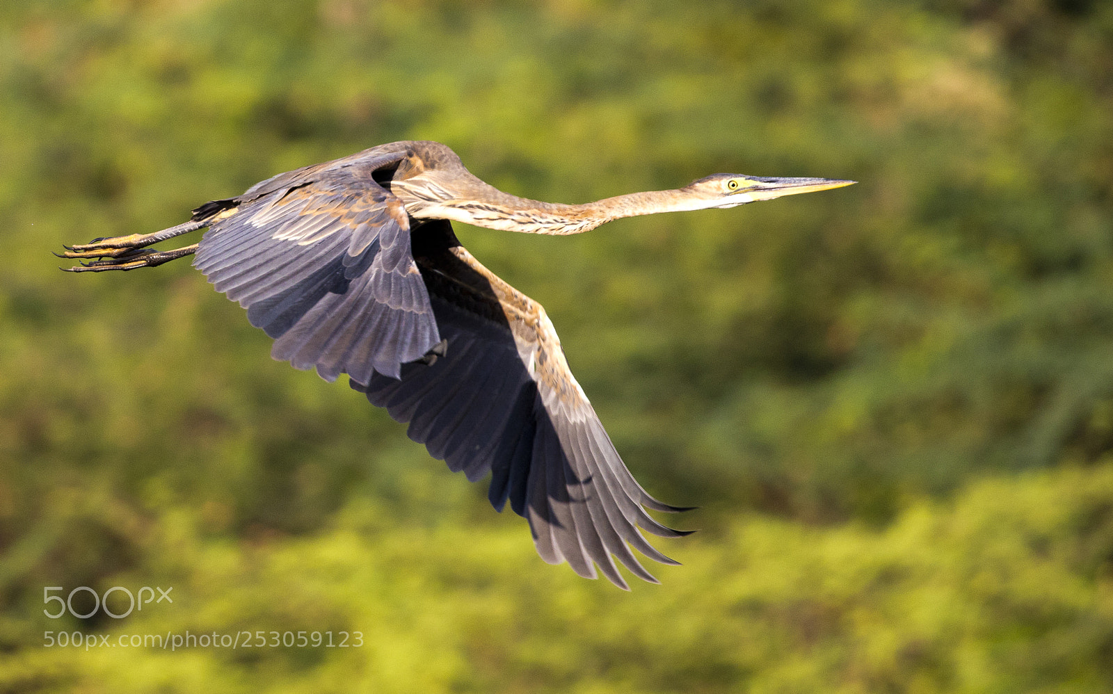 Canon EOS 5D Mark IV sample photo. Purple heron photography