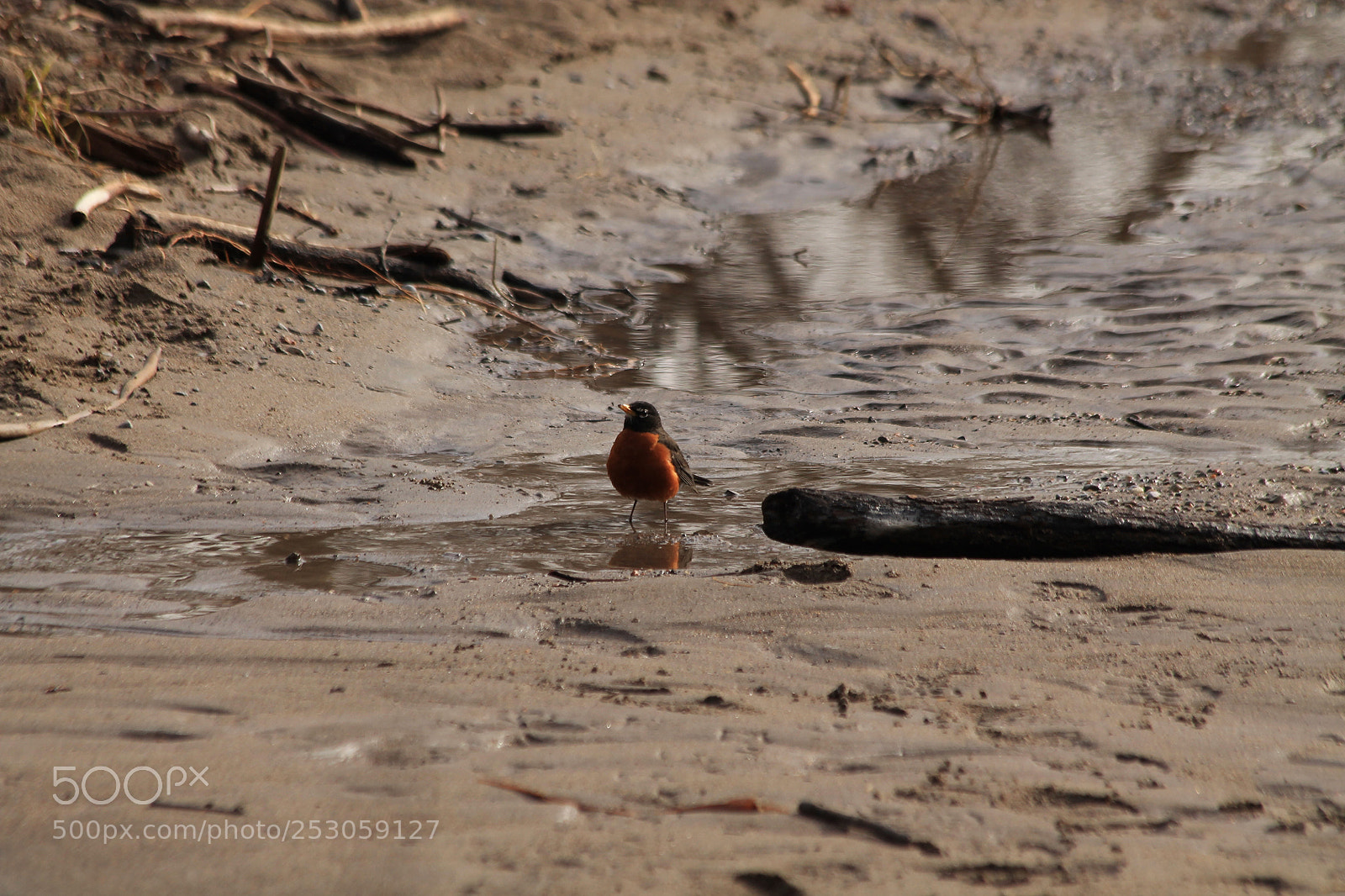 Canon EOS 1100D (EOS Rebel T3 / EOS Kiss X50) sample photo. American robin photography