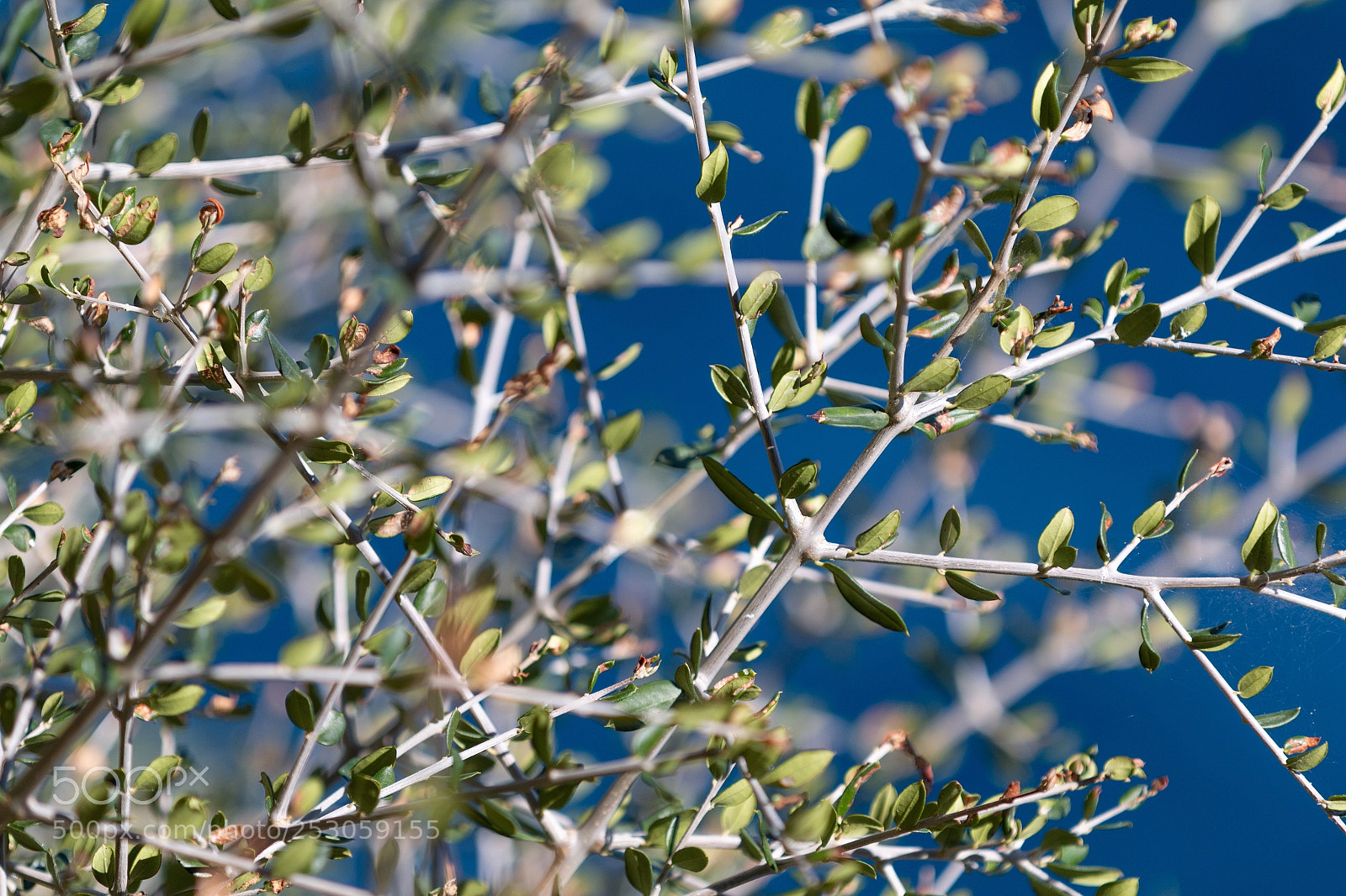 Canon EOS 70D sample photo. Nature blue photography
