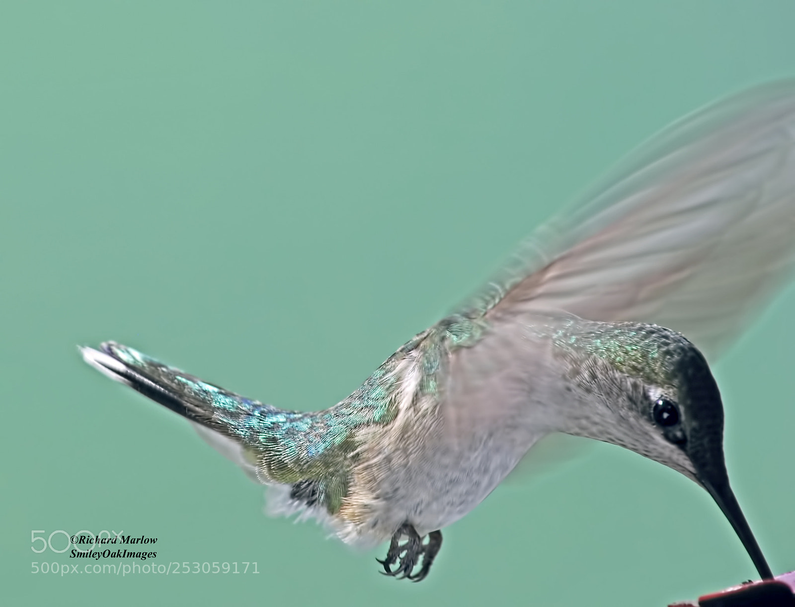 Nikon D5000 sample photo. Hummingbird photography