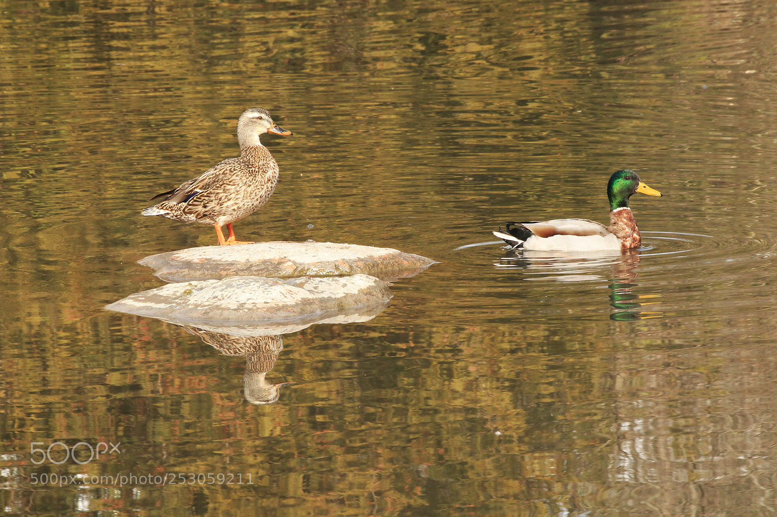 Canon EOS 1100D (EOS Rebel T3 / EOS Kiss X50) sample photo. Mallard ducks photography