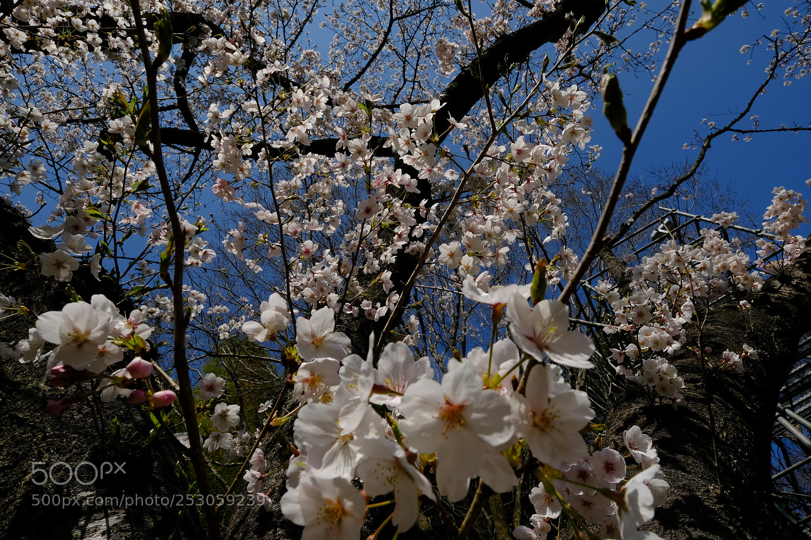 Fujifilm X-T2 sample photo. Sakura tree photography