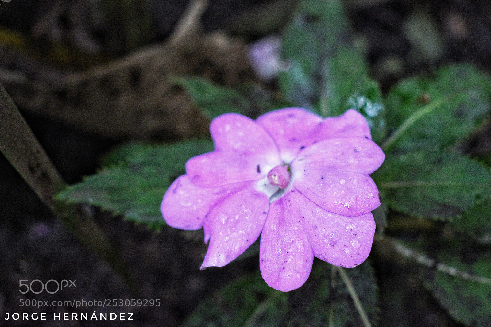 Nikon D3400 sample photo. Untitled photography