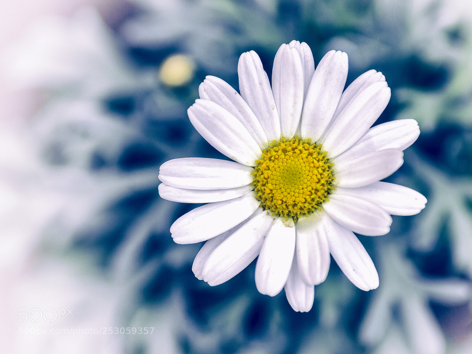 Canon EOS 600D (Rebel EOS T3i / EOS Kiss X5) sample photo. Chamomile photography