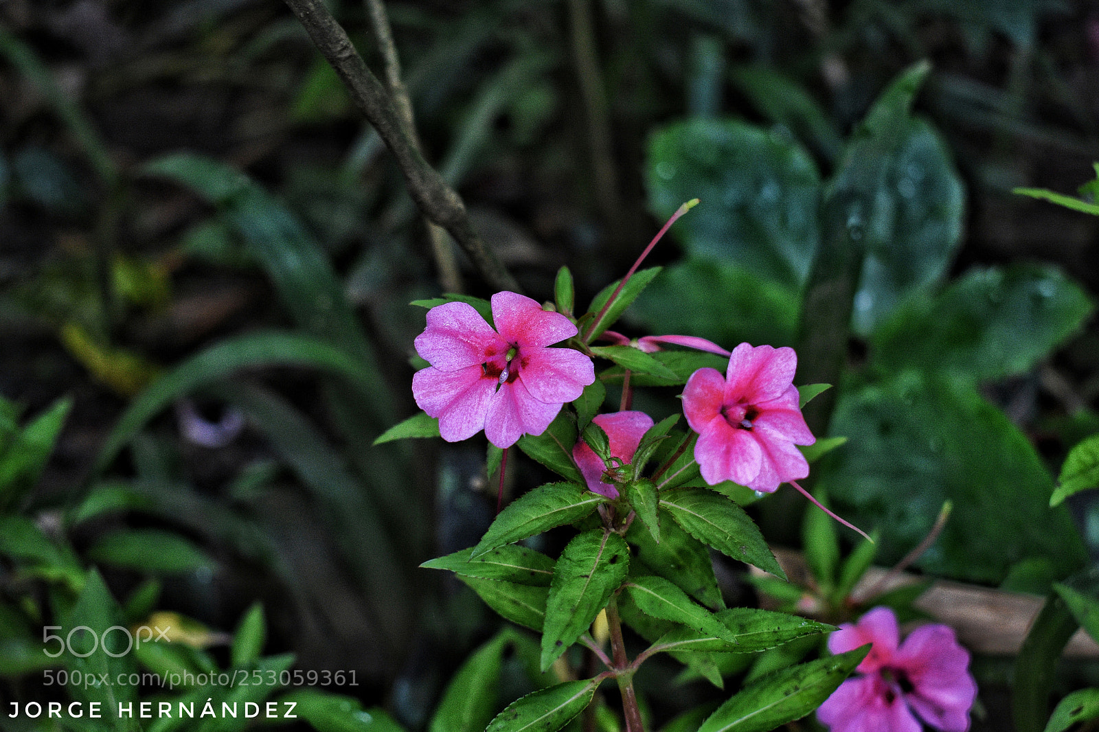 Nikon D3400 sample photo. Untitled photography