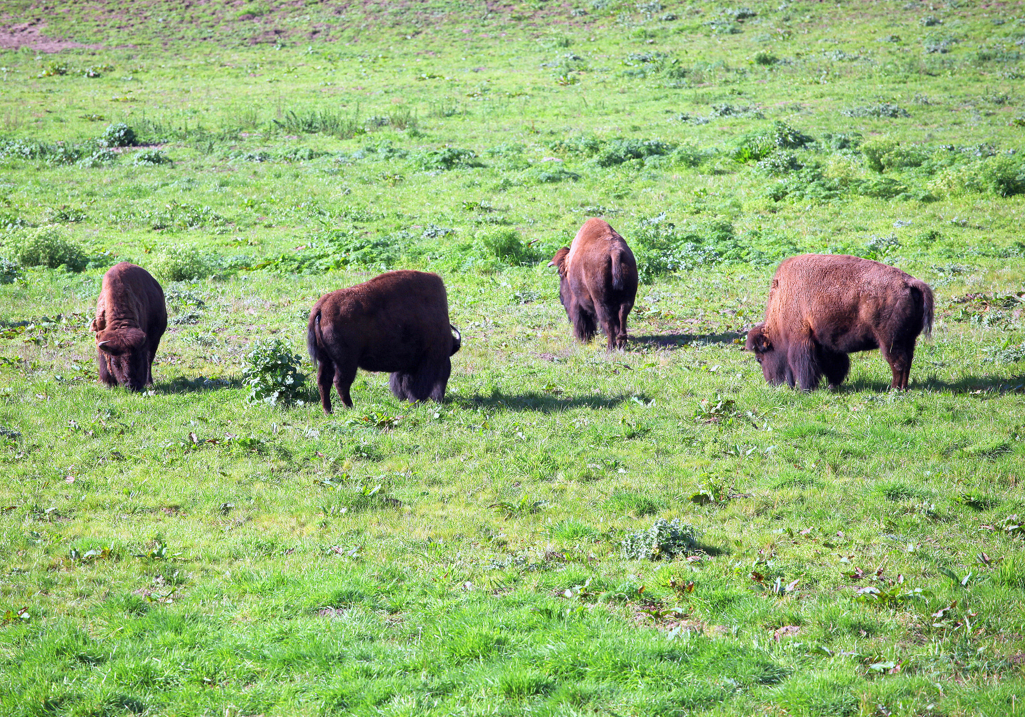 Canon EF 70-200mm F4L USM sample photo. Buffalo grazing. photography