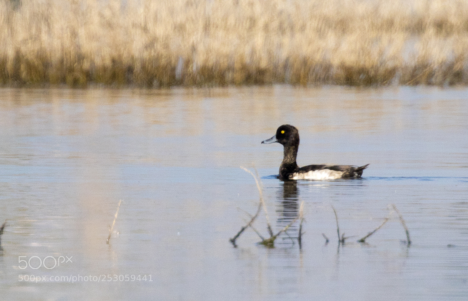 Canon EOS 80D sample photo. Tufted duck photography