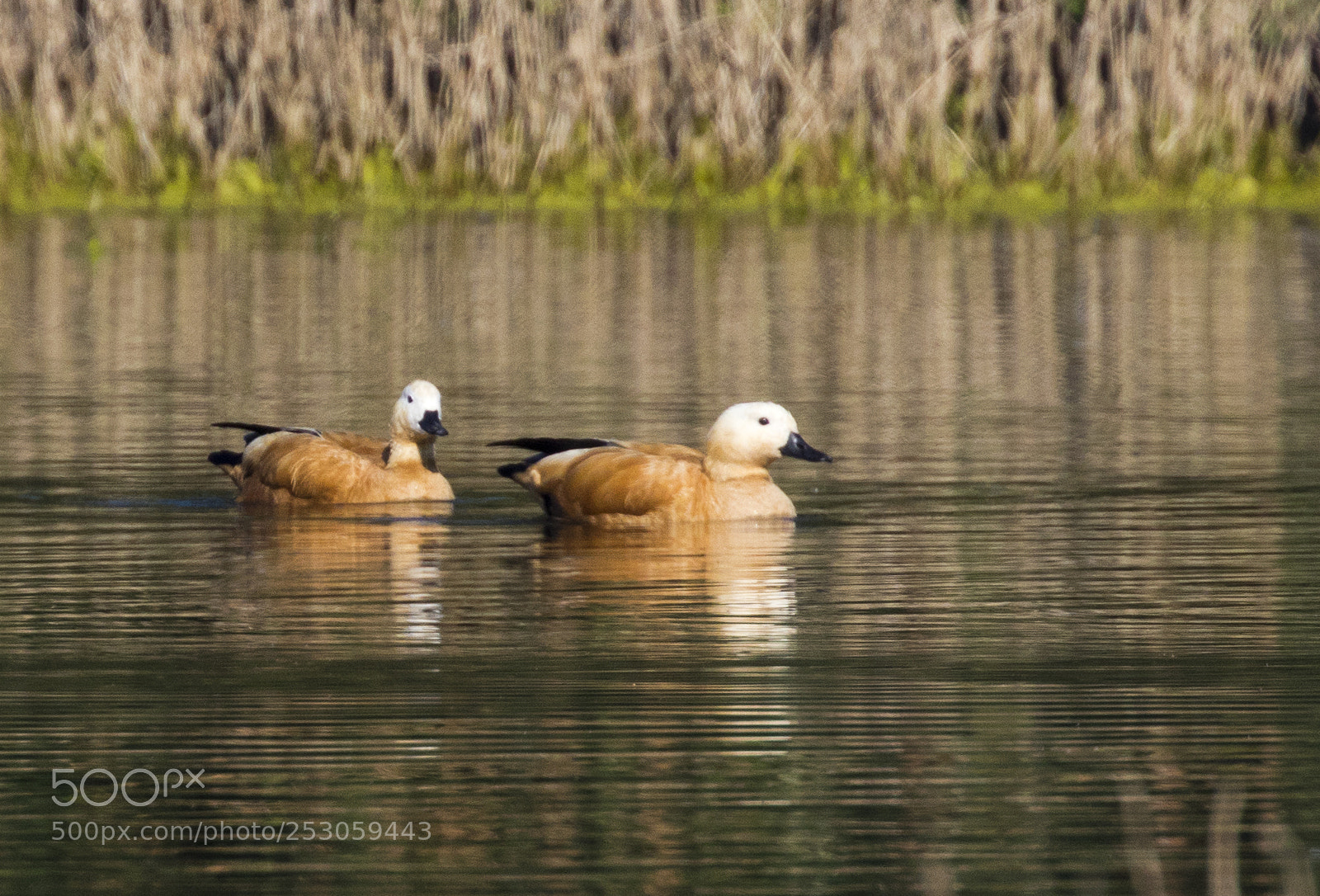 Canon EOS 80D sample photo. Ruddy shelduck photography