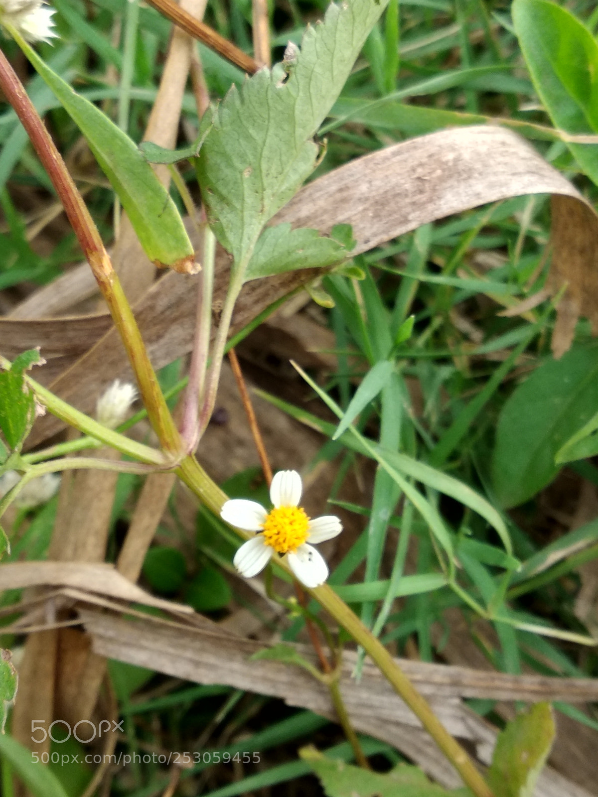 Xiaomi Redmi Note 5 sample photo. Untitled photography