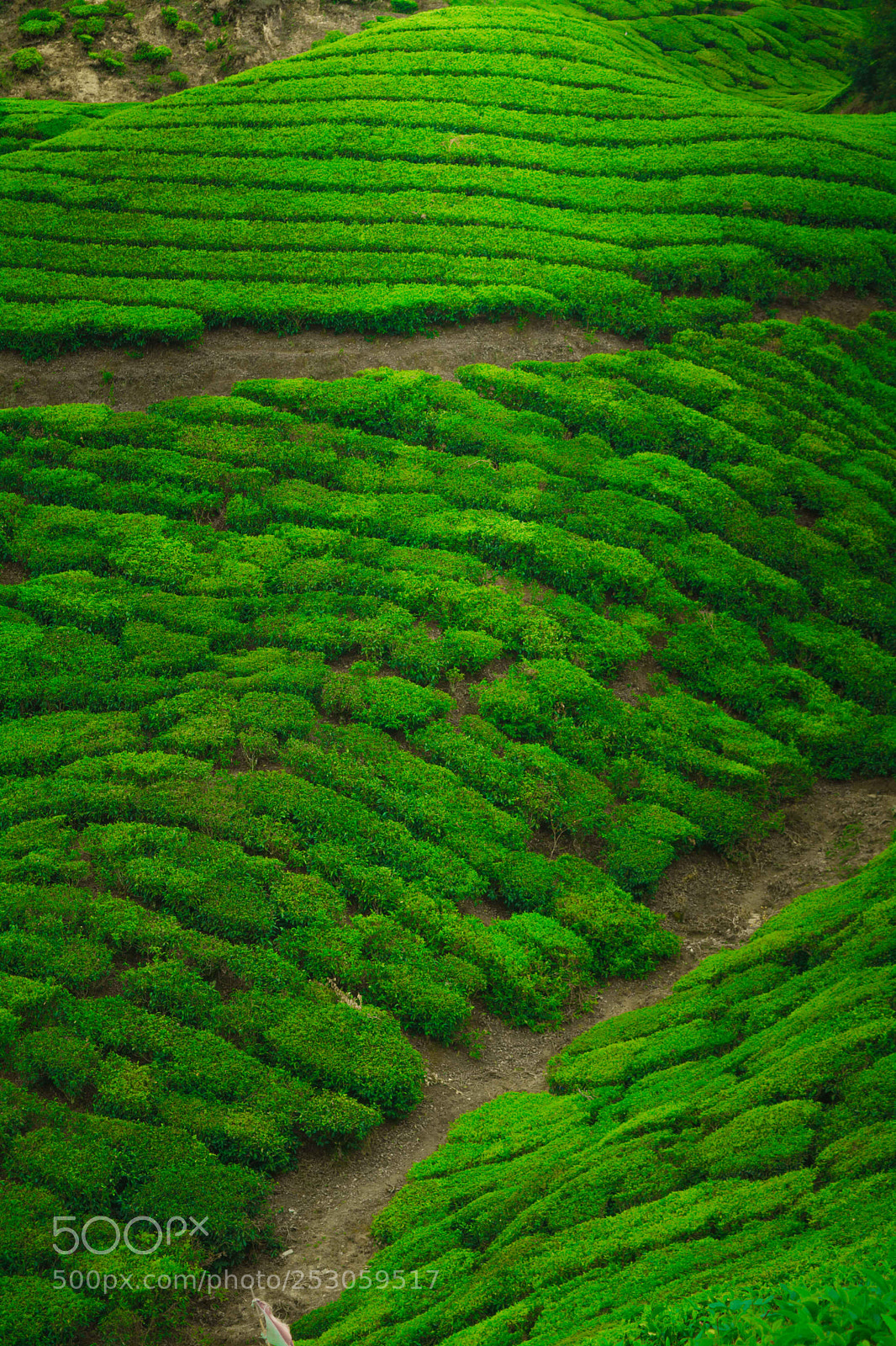 Nikon D5200 sample photo. Munnar tea estate photography