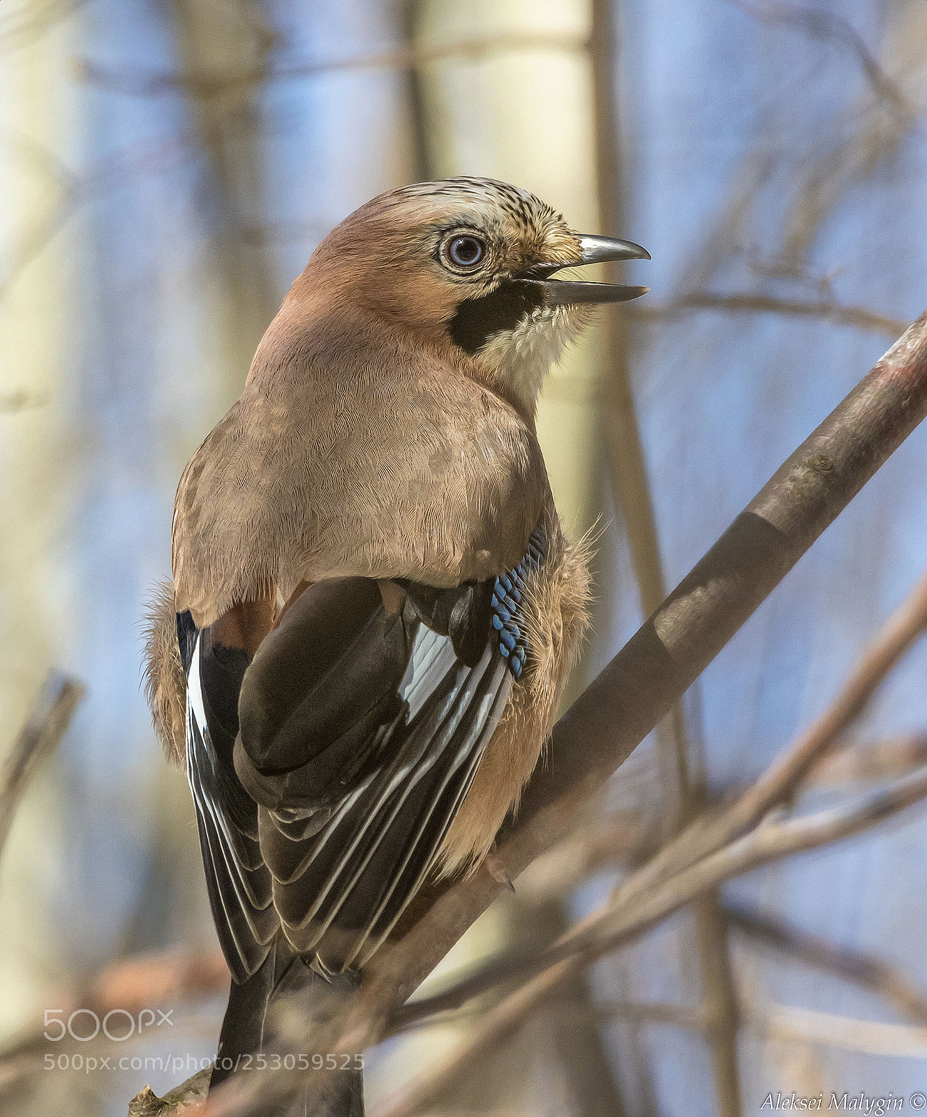 Canon EOS 7D Mark II sample photo. European jay photography